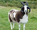 Bert our new 4 horned Jacob Ram