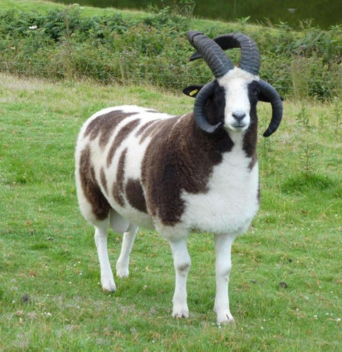 Bert our new 4 horned Jacob Ram