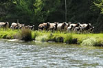 Sheep on the farm