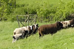 Sheep on the farm