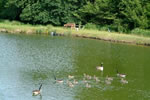 The Pond