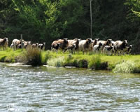 Jacobs Sheep