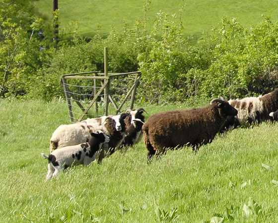 Sheep on the farm