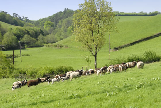 The view of the valley at our Holiday Cottages in North Devon