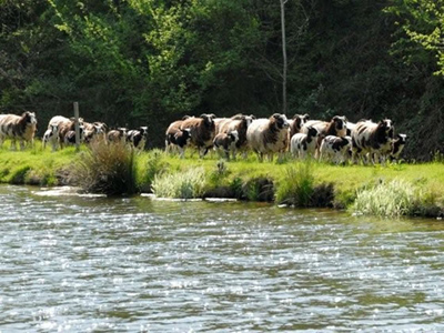 Sheep on the farm