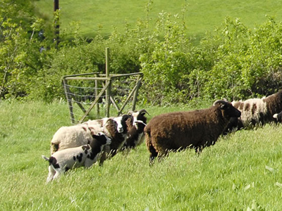 Sheep on the farm