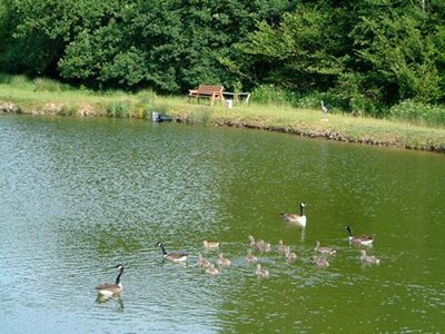 Our Pond on the farm